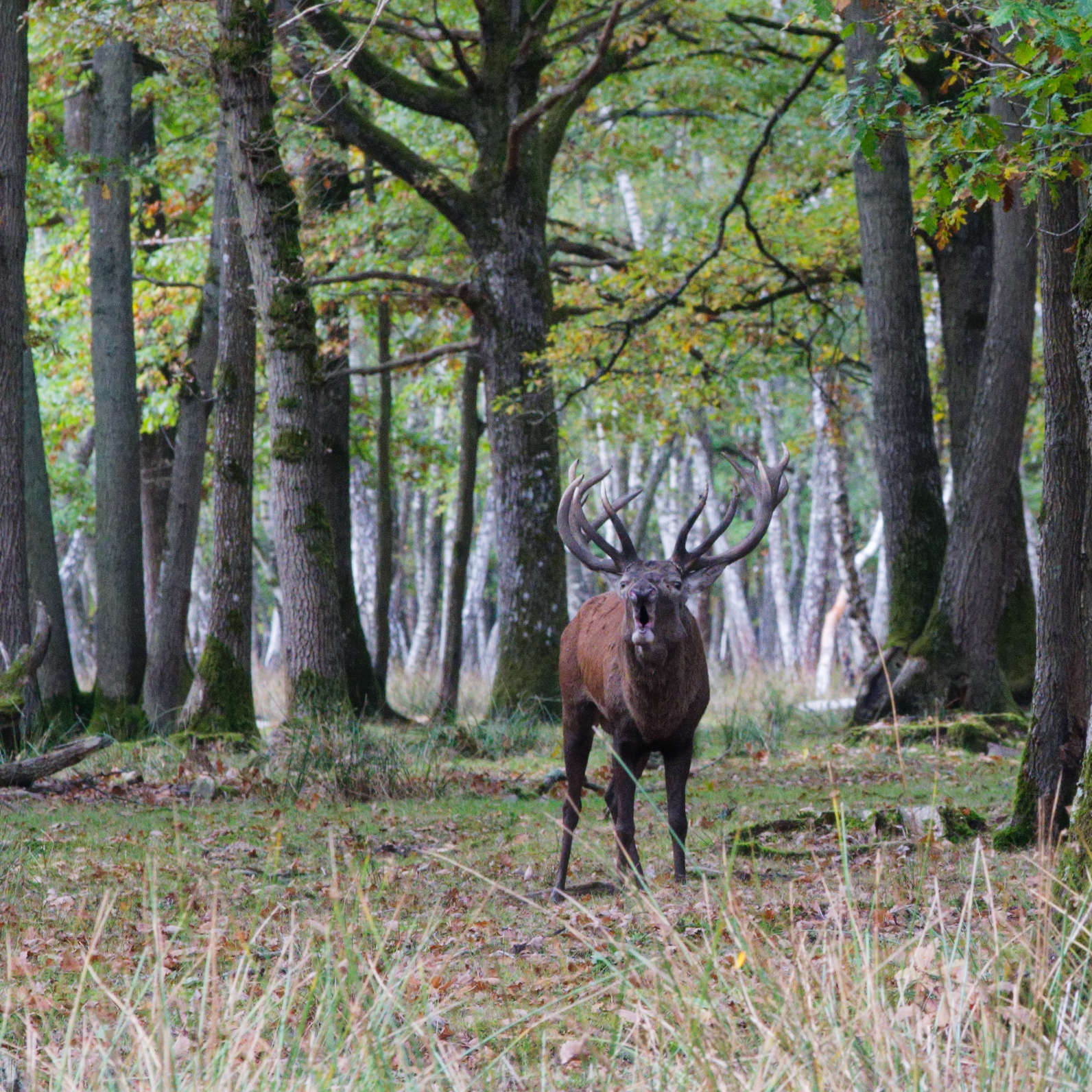 2025 10 09 Rambouillet CH